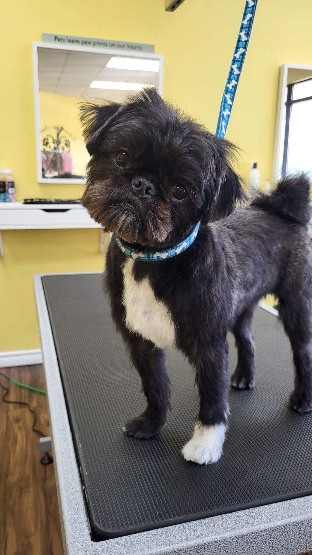 Gizmo, Adoptable Dog, Niagara