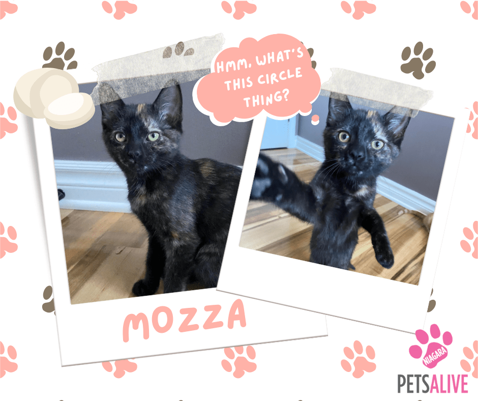 Mozza, Adoptable Cat, Niagara