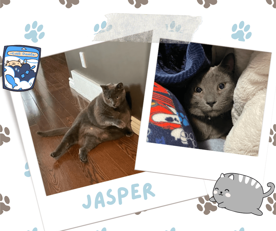 Jasper, Adoptable Cat, Niagara