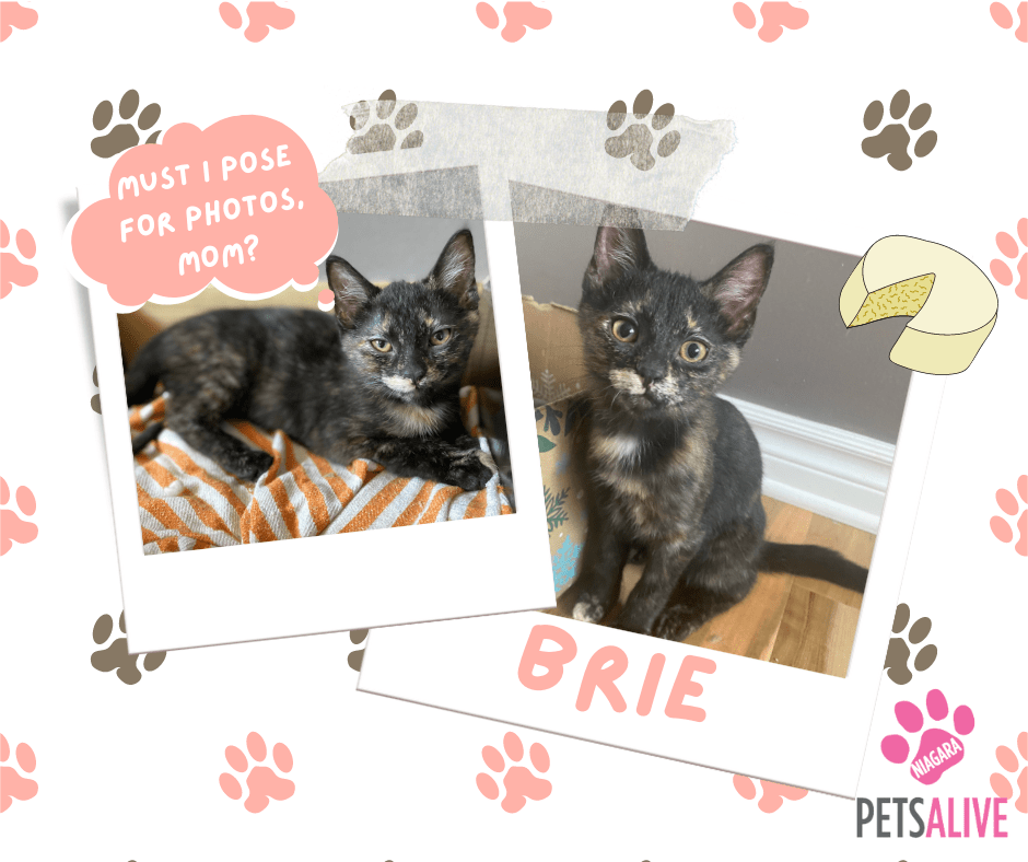 Brie,  Adoptable Cat, Niagara
