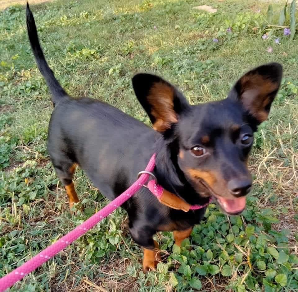 Squirrel, Adoptable Dog, Niagara