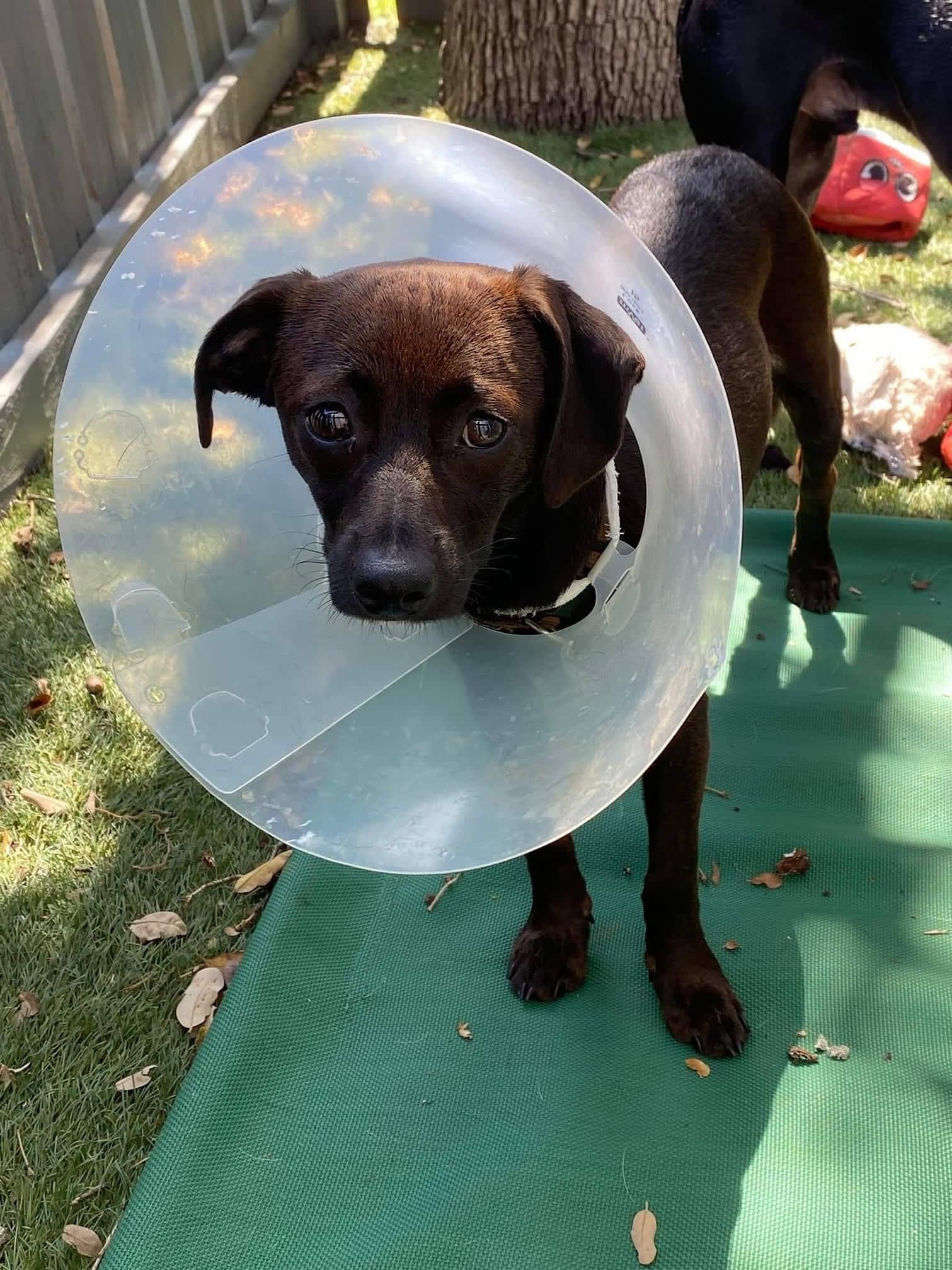 Louie Adoptable Dog, Niagara