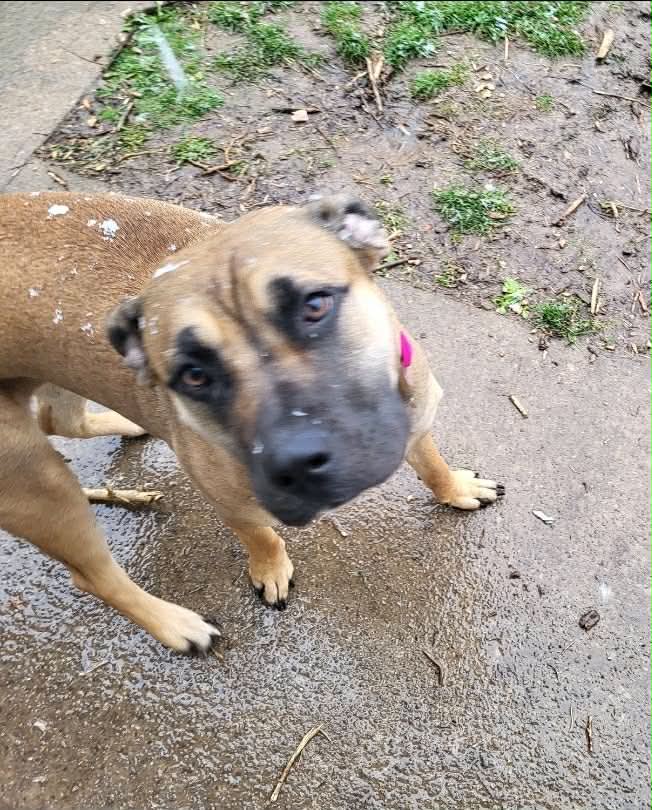 Blue Cane Corso Adoptable Dog Snowflakes Outdoors Girl