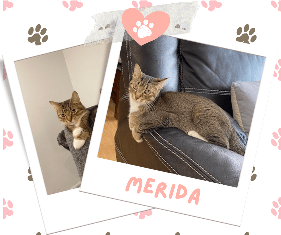 Merida, Adoptable Cat, Niagara