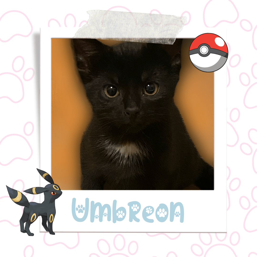 Umbreon, Adoptable Cat, Niagara