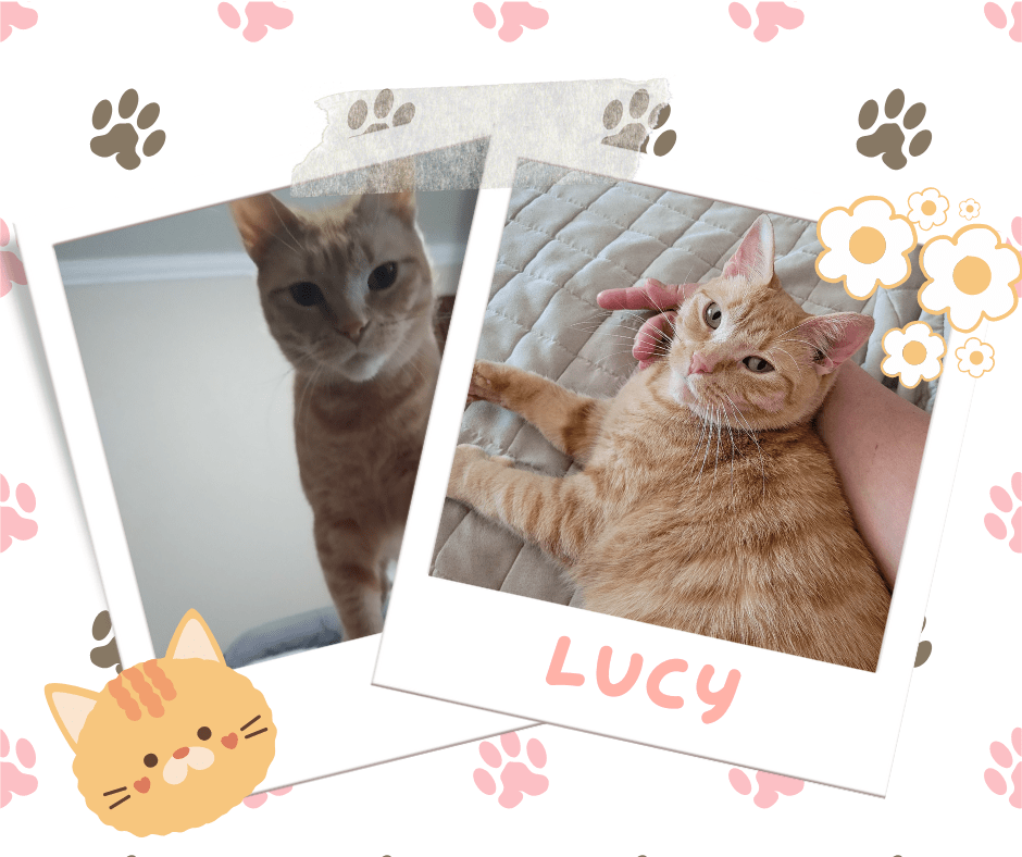 Lucy, Adoptable Cat, Niagara