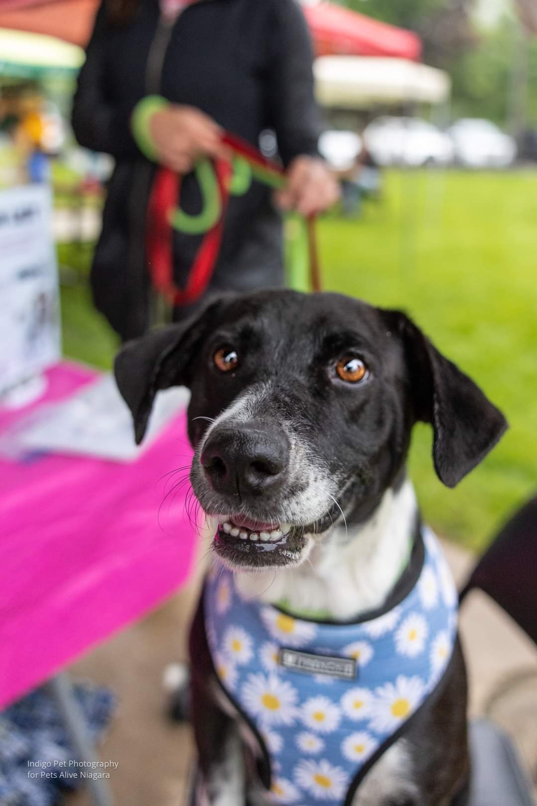 Caliope, Adoptable Dog, Pets Alive Niagara