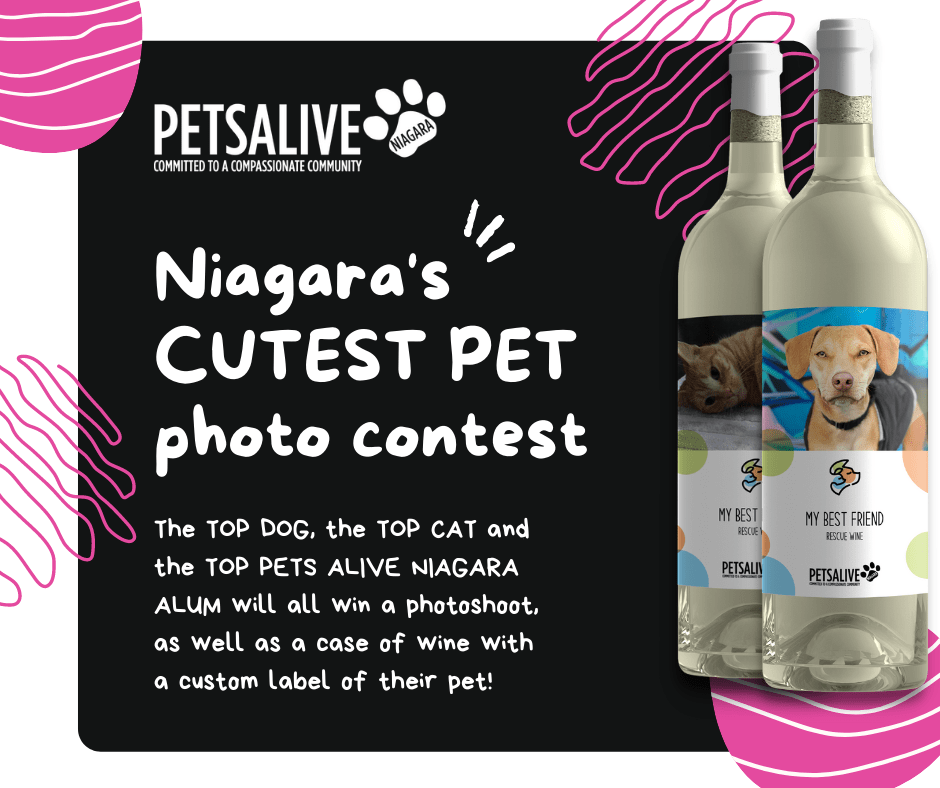 Niagara's Cutest Pet Photo Contest