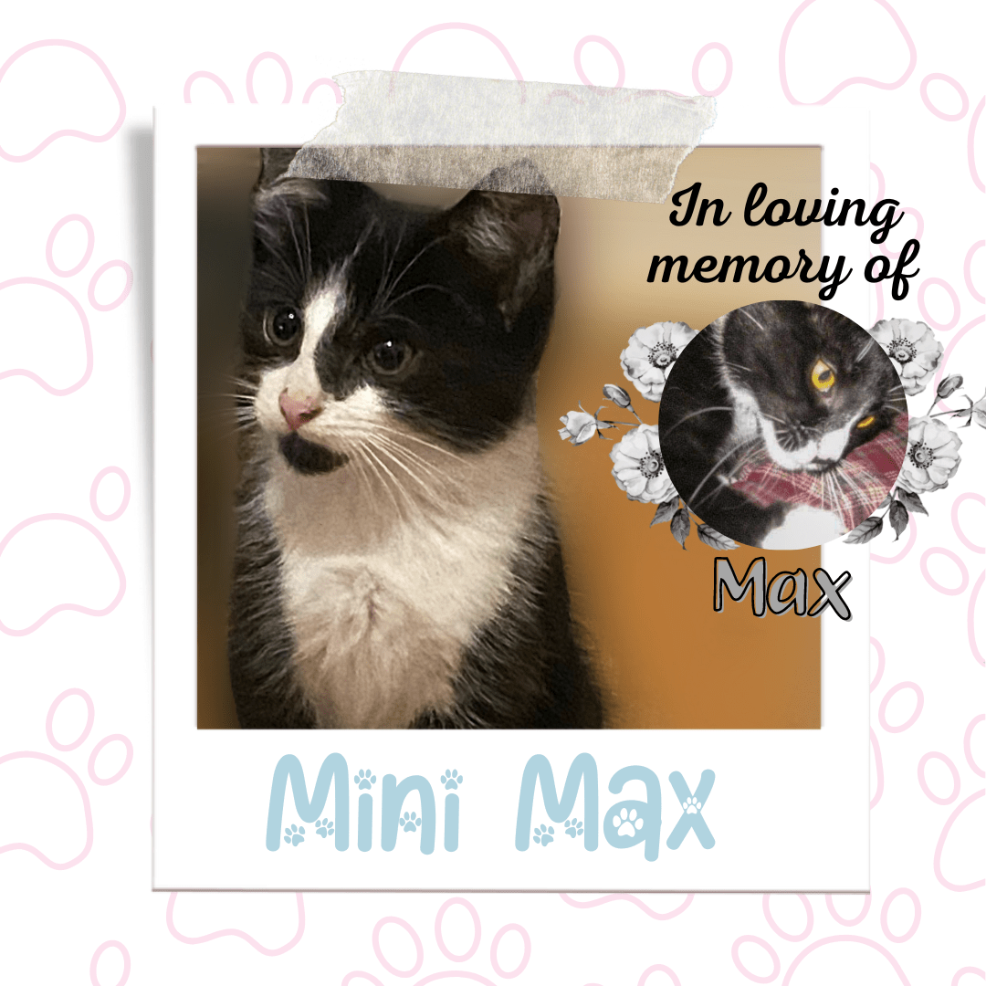 Mini Max Adoptable Cat, Niagara
