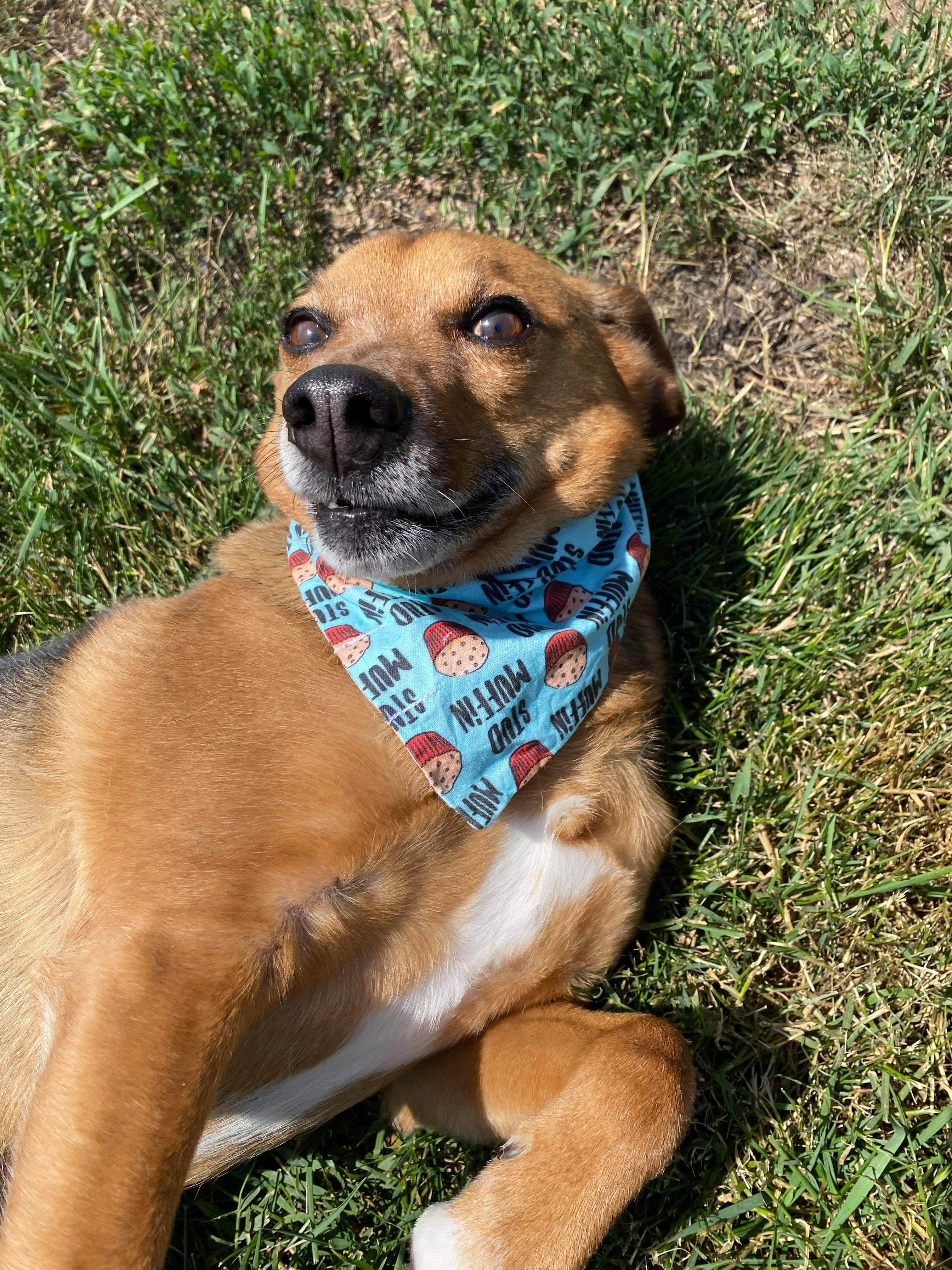 Buddy, Adoptable Dog, Niagara