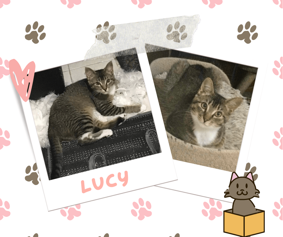 Lucy, Adoptable Cat, Niagara