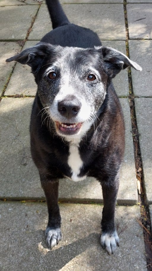 Delilah adoptable dog senior border collie mix outside in the sunshine
