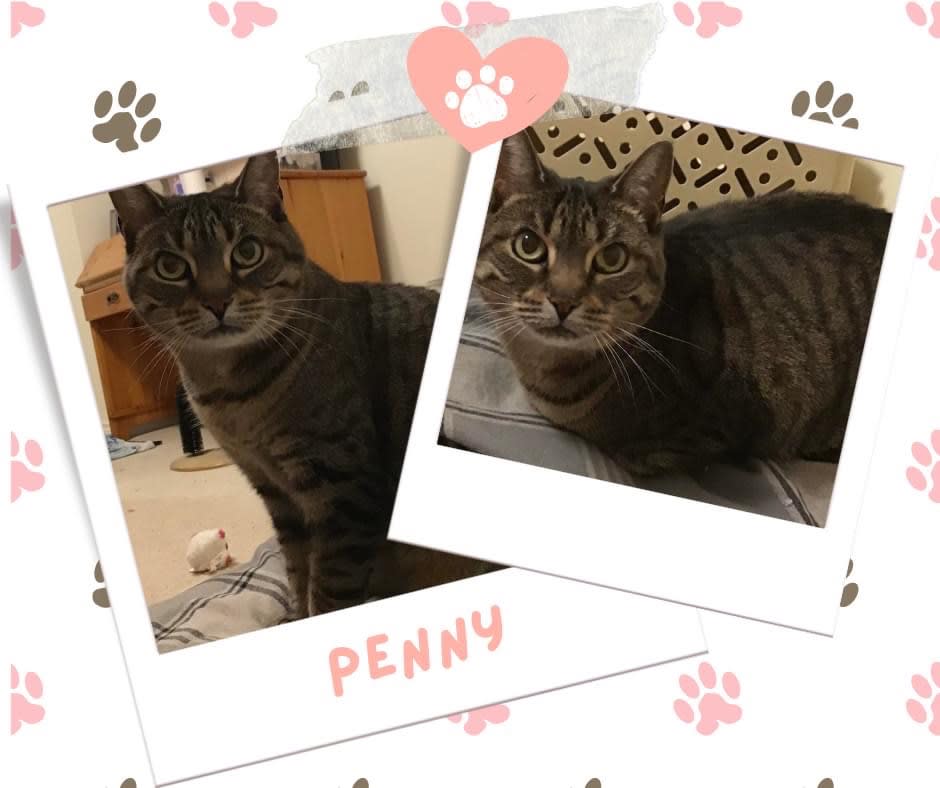 Penny, Adoptable Cat, Niagara