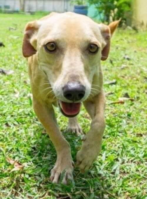 Bill, Adoptable Dog, Niagara