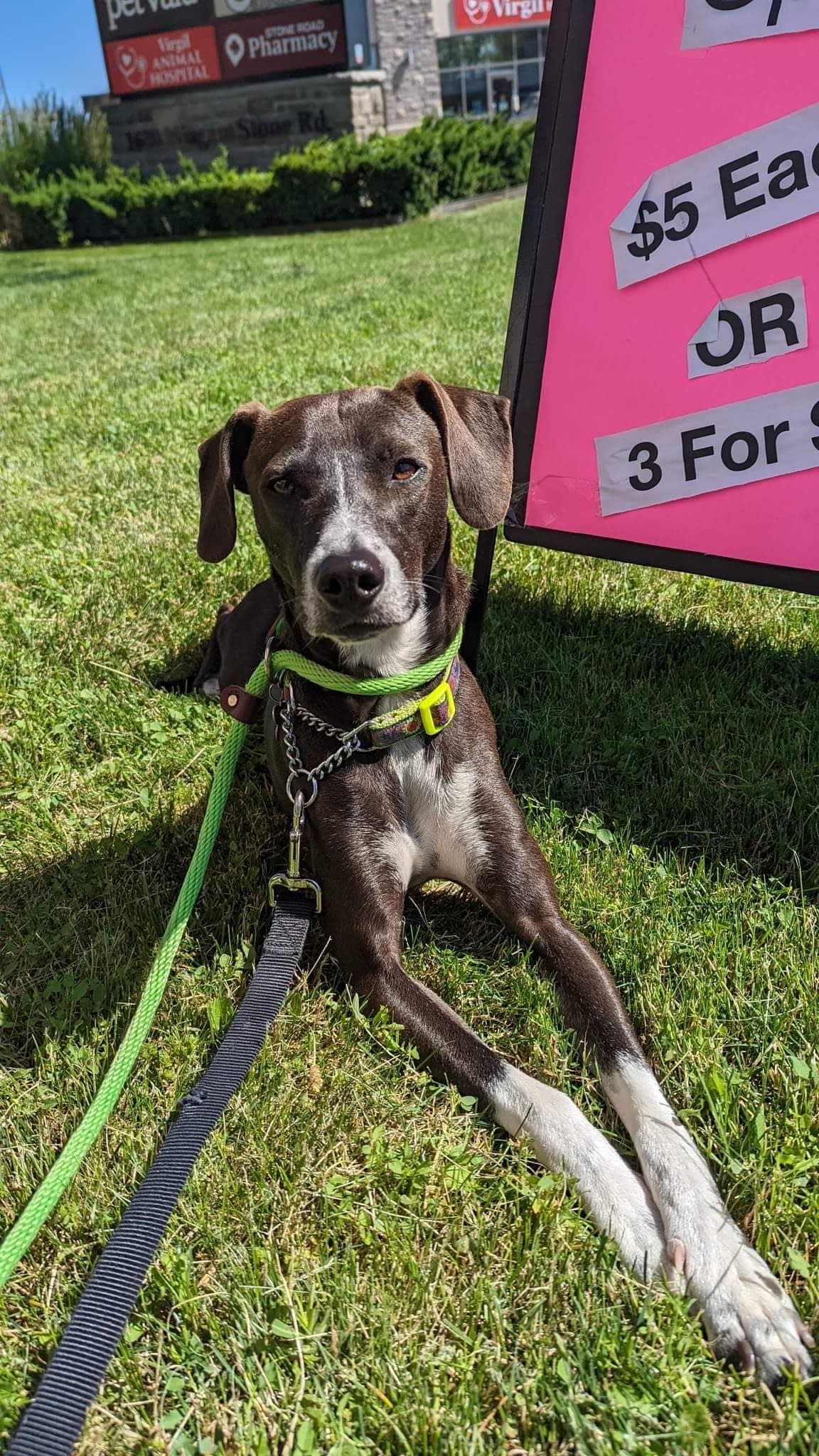 Bono, Adoptable Dog, Niagara