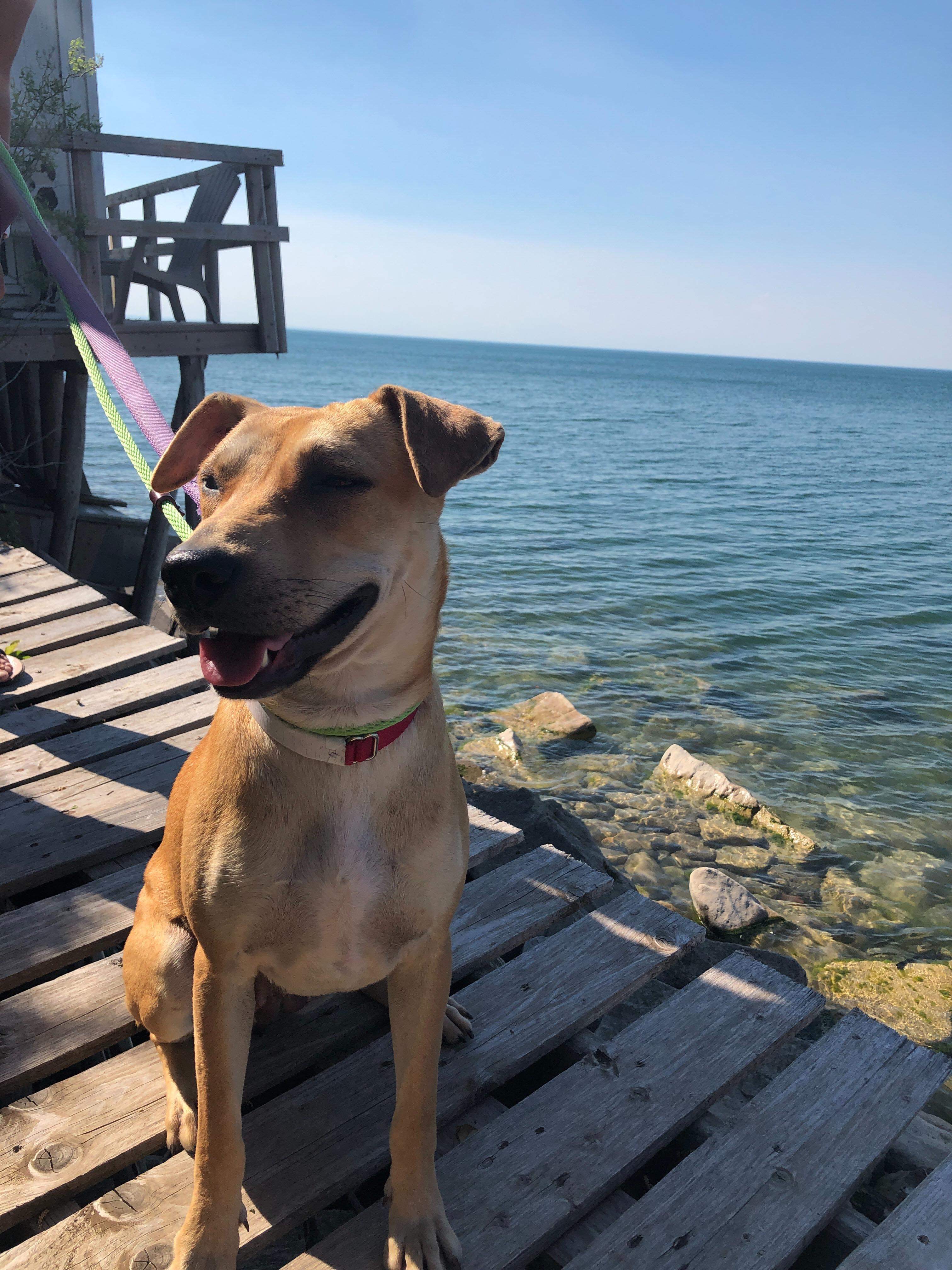 Mango, Adoptable Dog, Niagara