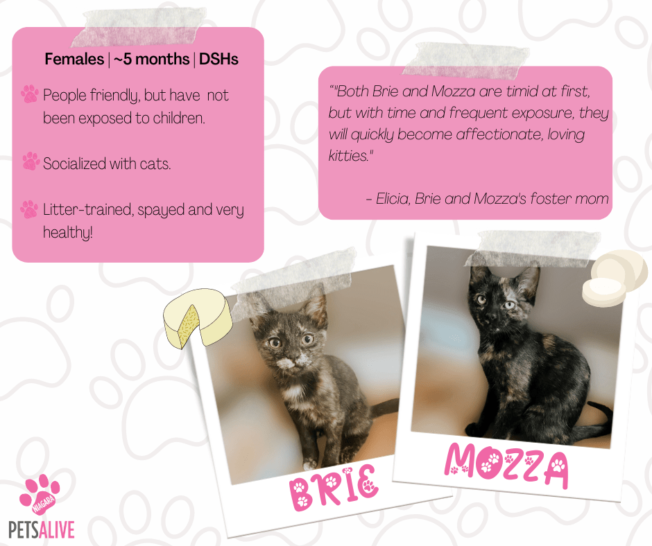 Brie Mozza, Adoptable Cat, Niagara