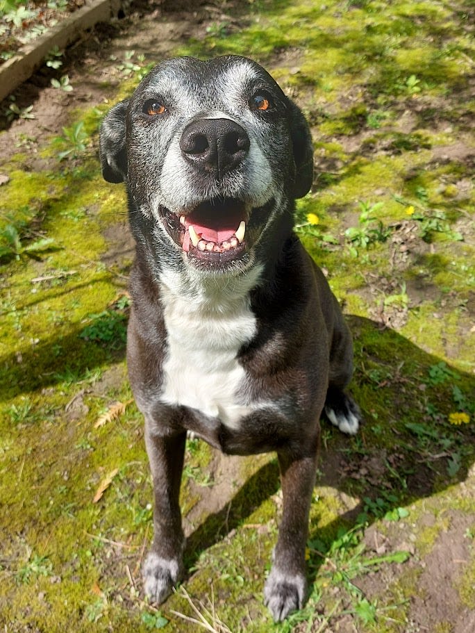 Izzy adoptable dog senior lab mix outside in the sunshine