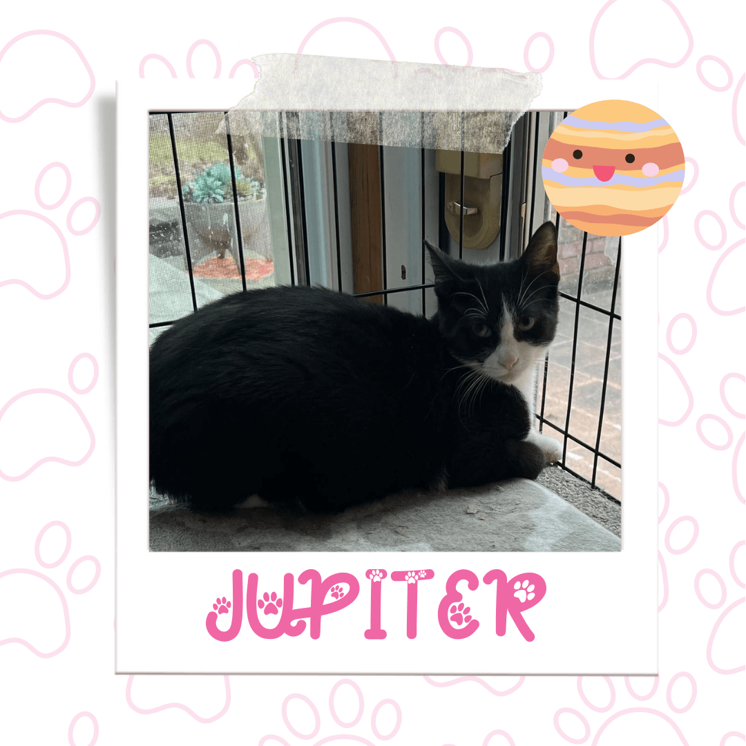 Jupiter is a kitten available for adoption through Pets Alive Niagara.