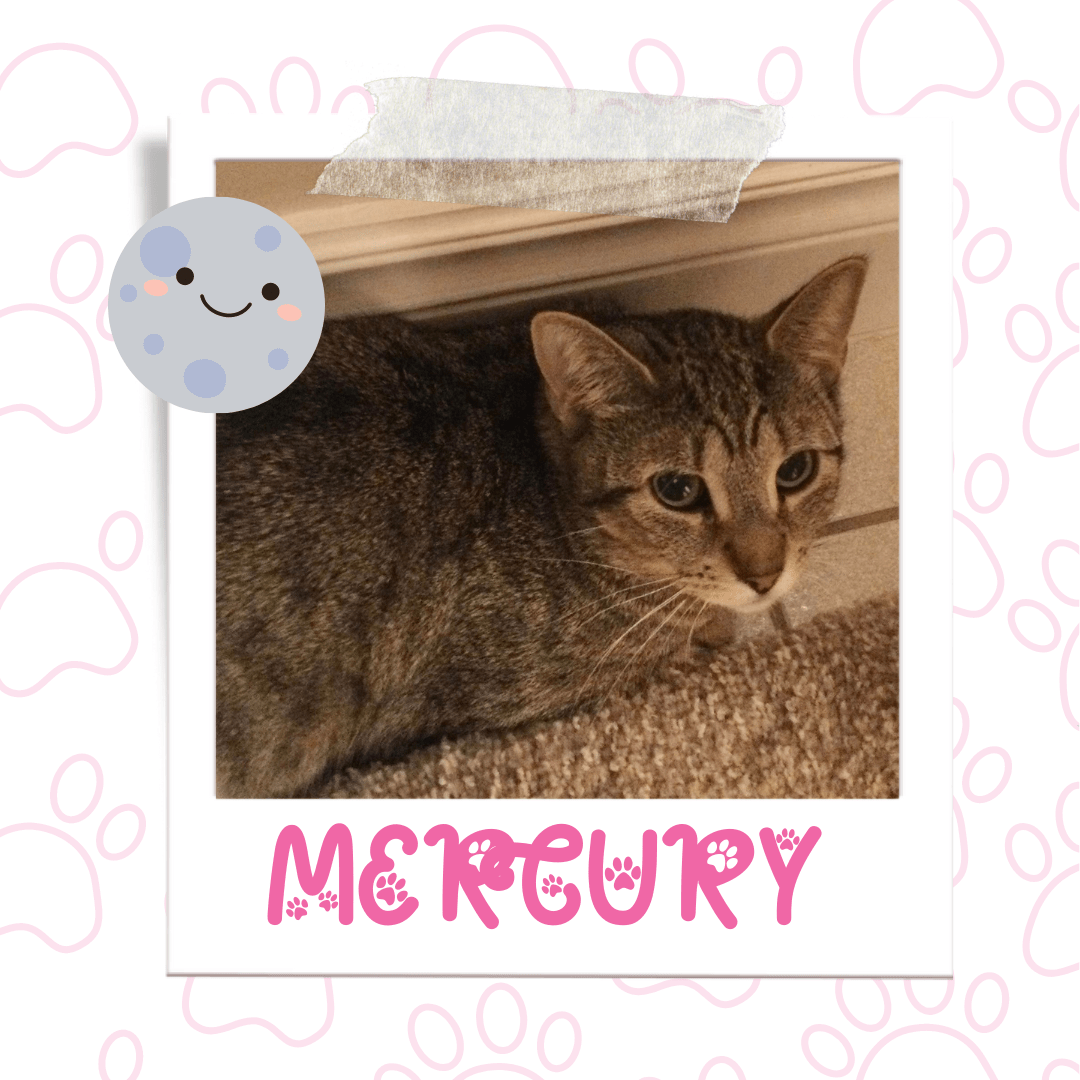 Mercury is the feline supervisor of his household, so be on your best behaviour around this little guy! Read on to learn more about how to promote him to yours.