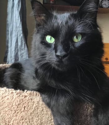 Adoptable Cat, Pets Alive Niagara