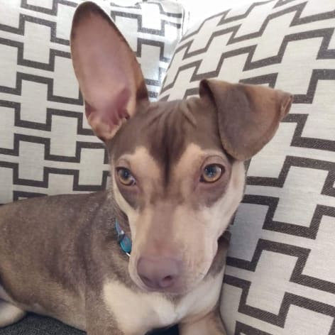 Poppy, Available Dog, Pets Alive Niagara