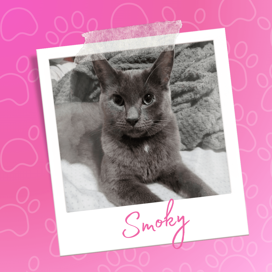 Adoptable Cat Smoky | Pets Alive Niagara