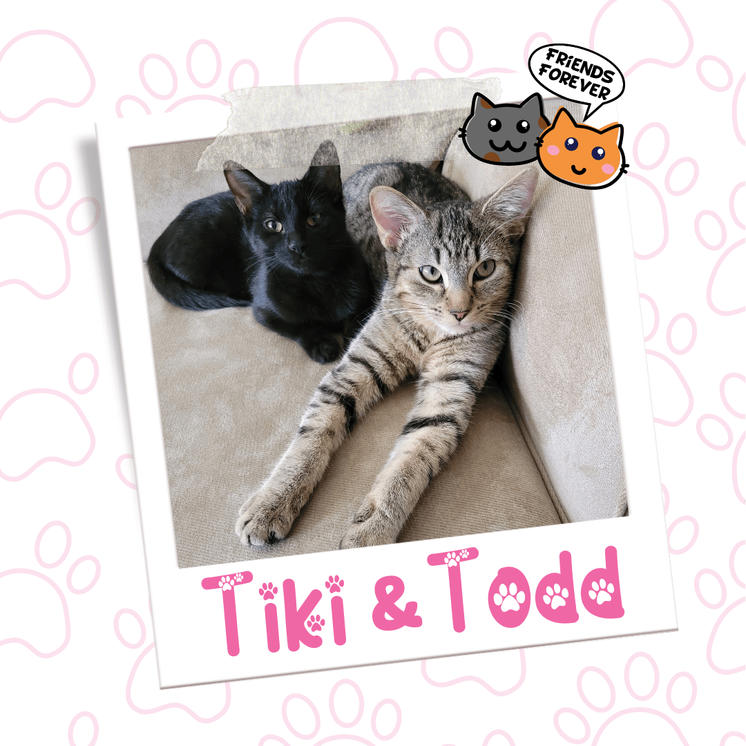 A black tabby named Tiki and a brown tabby named Todd are a bonded pair available for adoption at Pets Alive Niagara.