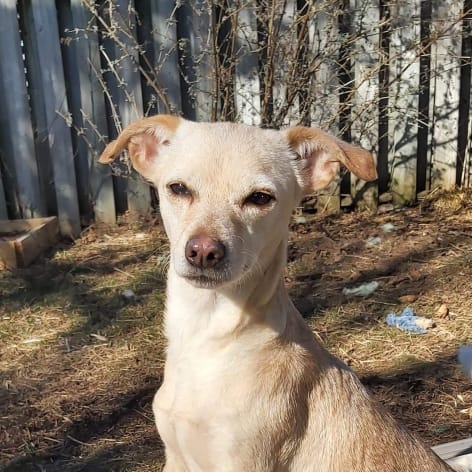 Arkansas, Adoptable Dog, Niagara