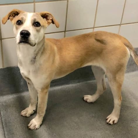 Bell, Adoptable Dog, Niagara