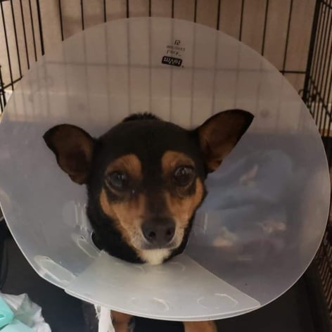 Bella, Adoptable Dog, Niagara