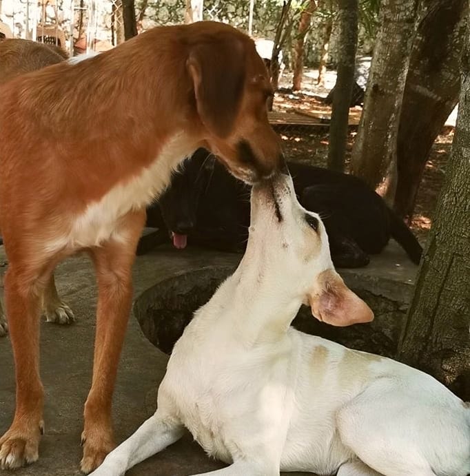 Bowie & Linda