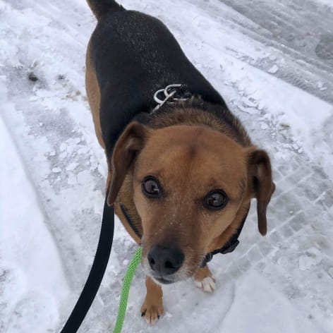 Buddy, Adoptable Dog, Niagara