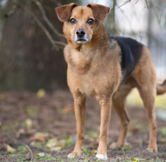 Buddy, Adoptable Dog, Niagara