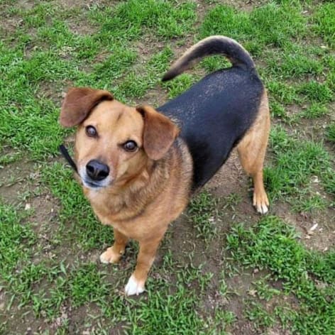 Buddy, Adoptable Dog, Niagara
