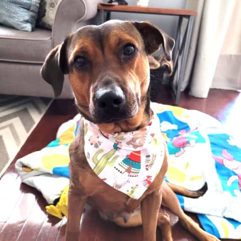 Carol, Adoptable Dog, Niagara