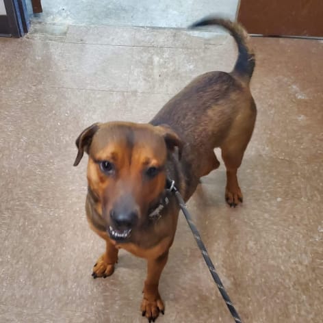 Carol, Adoptable Dog, Niagara