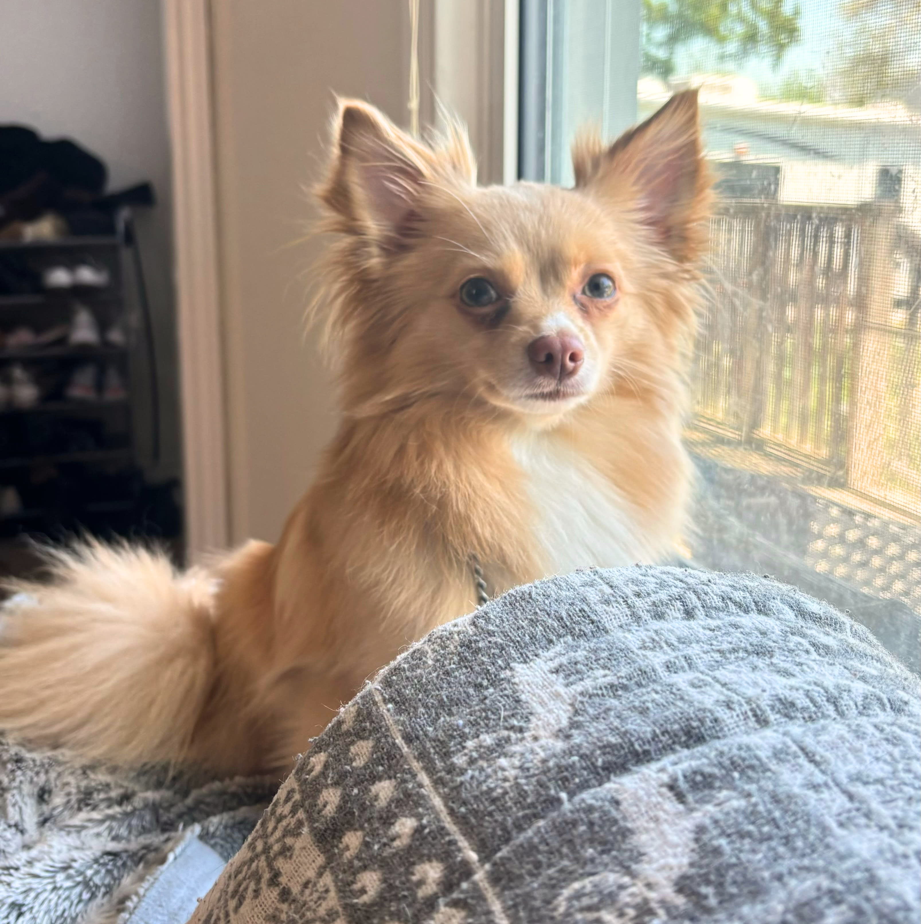Sunny adoptable chihuahua male