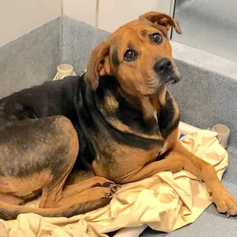 Chestnut, Adoptable Dog, Niagara