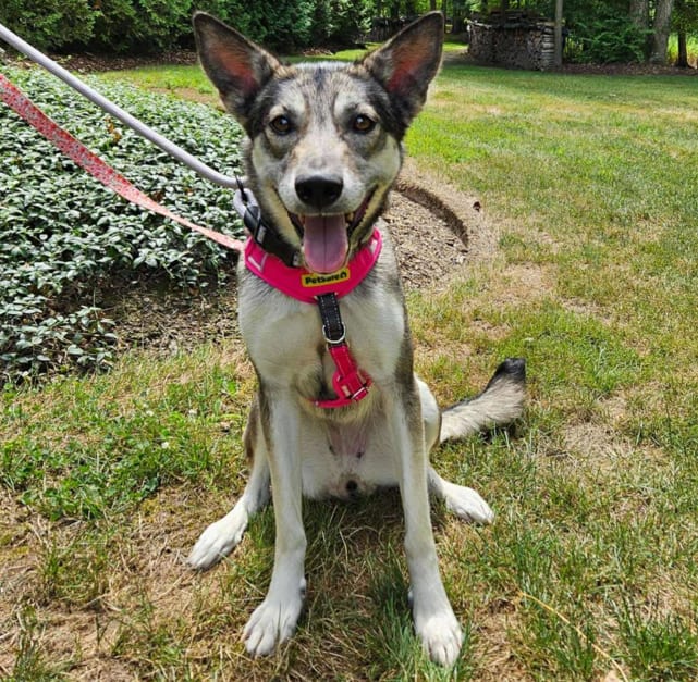 Ella (El)