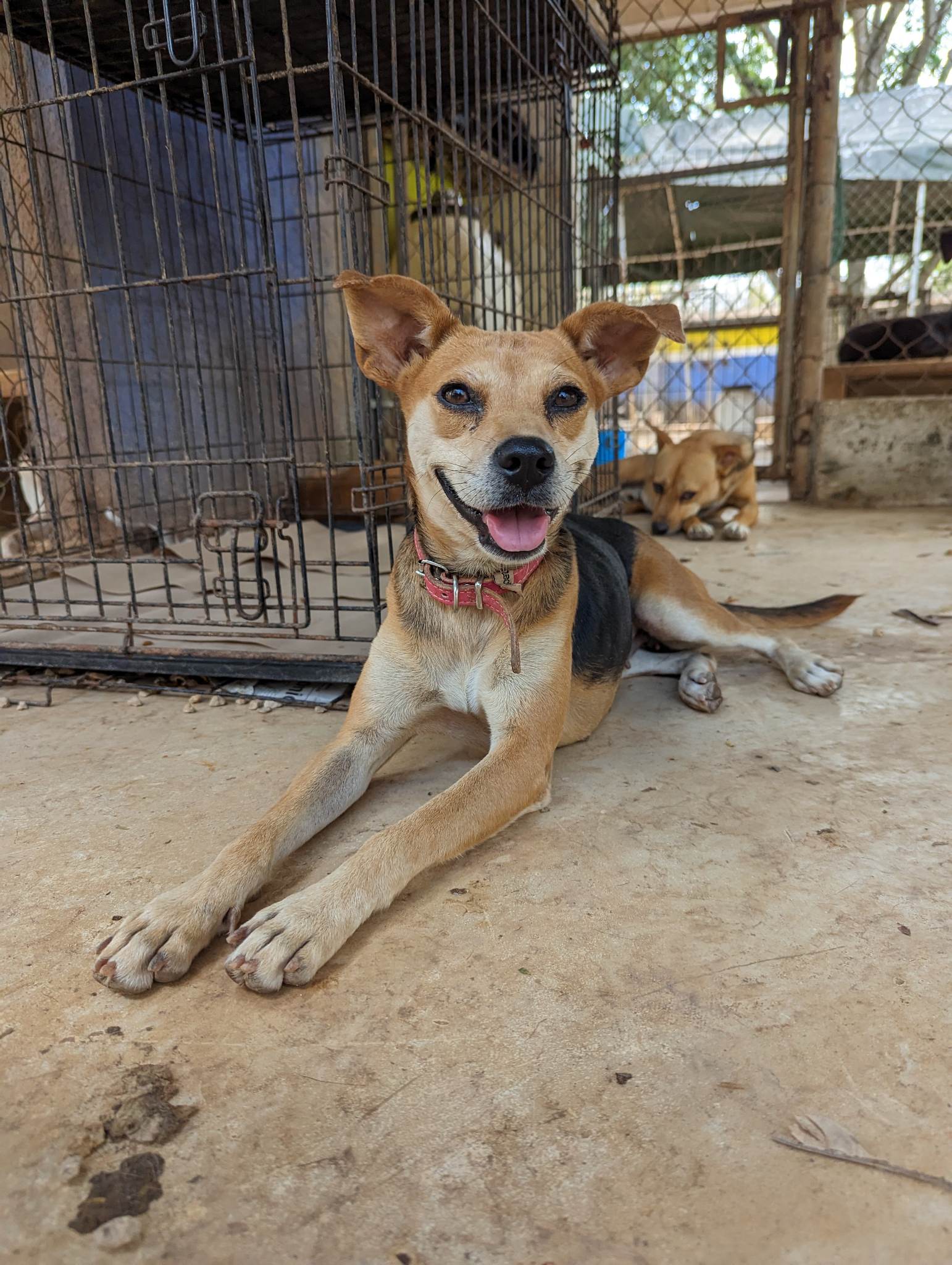 Erika, Adoptable Dog, Pets Alive Niagara