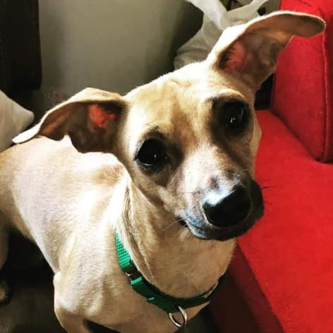 Penny, Adoptable Dog, Niagara
