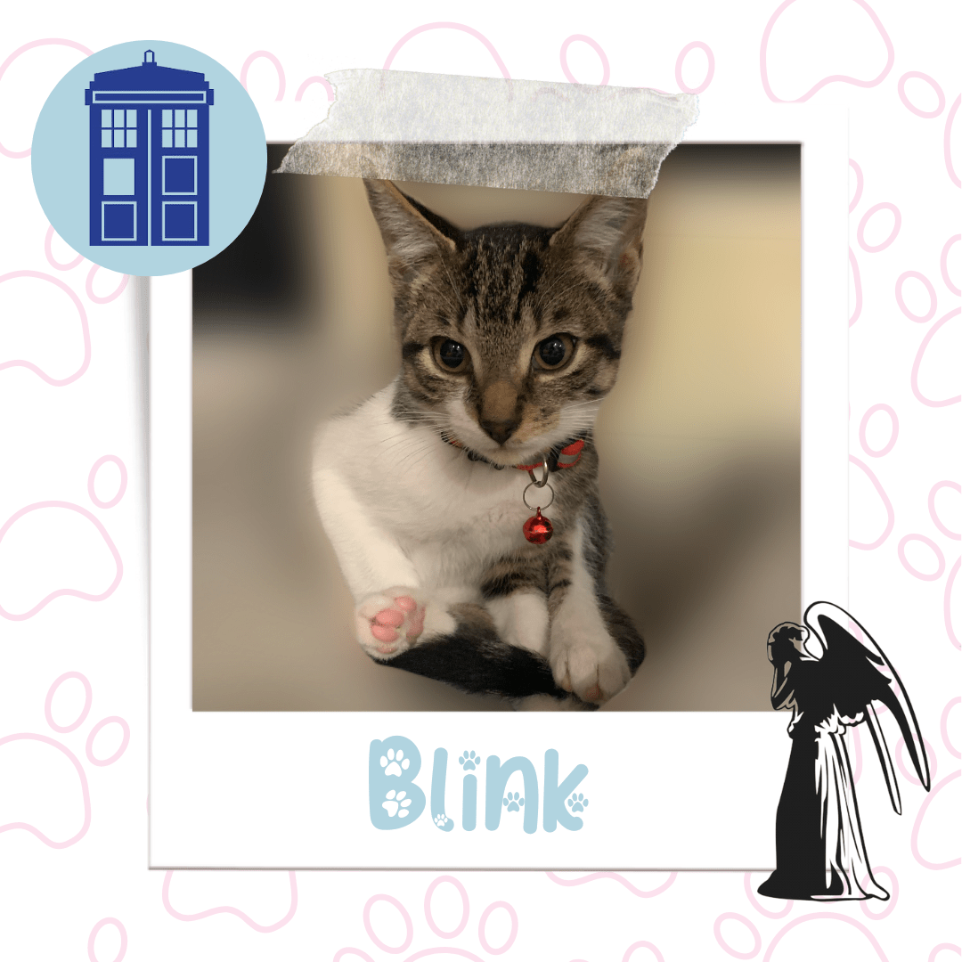 Blink, Adoptable Cat, Niagara