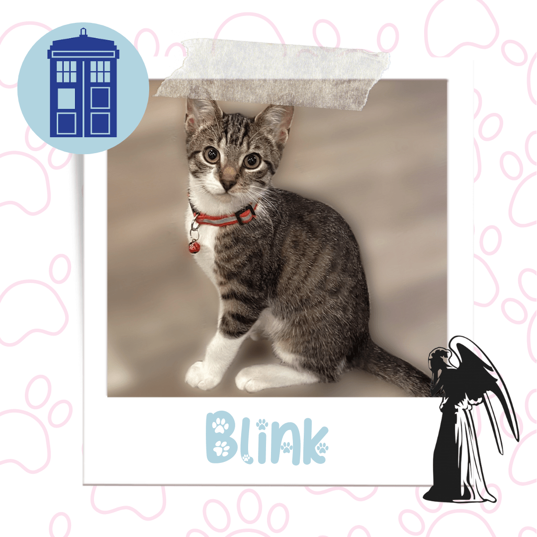 Blink, Adoptable Cat, Niagara