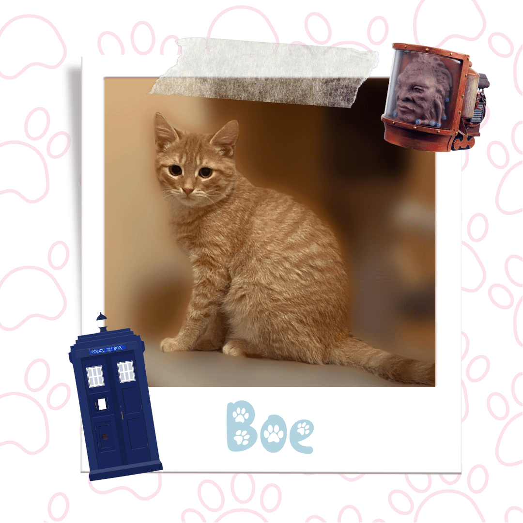 Boe | Adoptable Kitten | Niagara