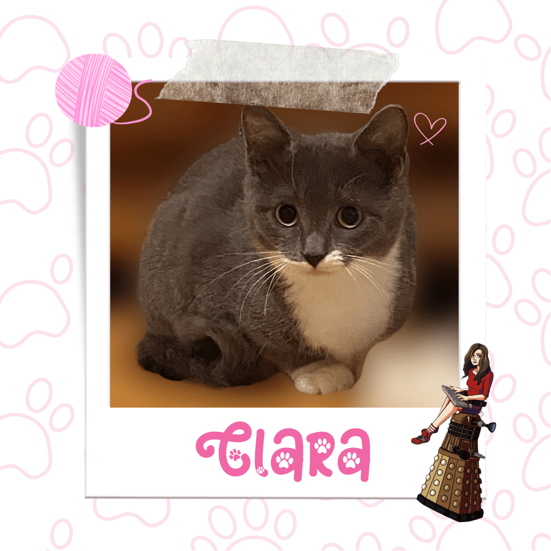 Adoptable Kitten Clara | Pets Alive Niagara