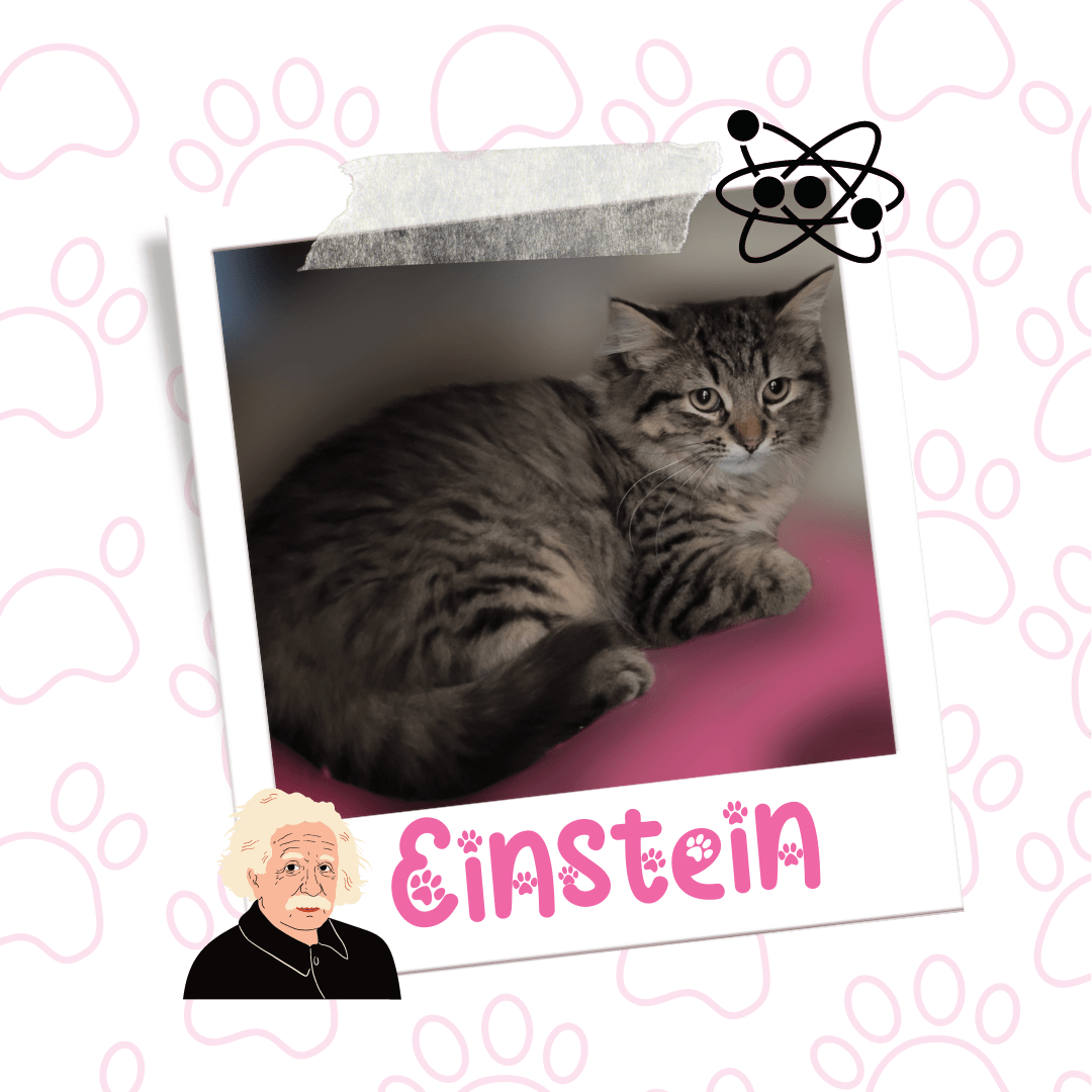 Cat Available for Adoption | Einstein | Pets Alive Niagara