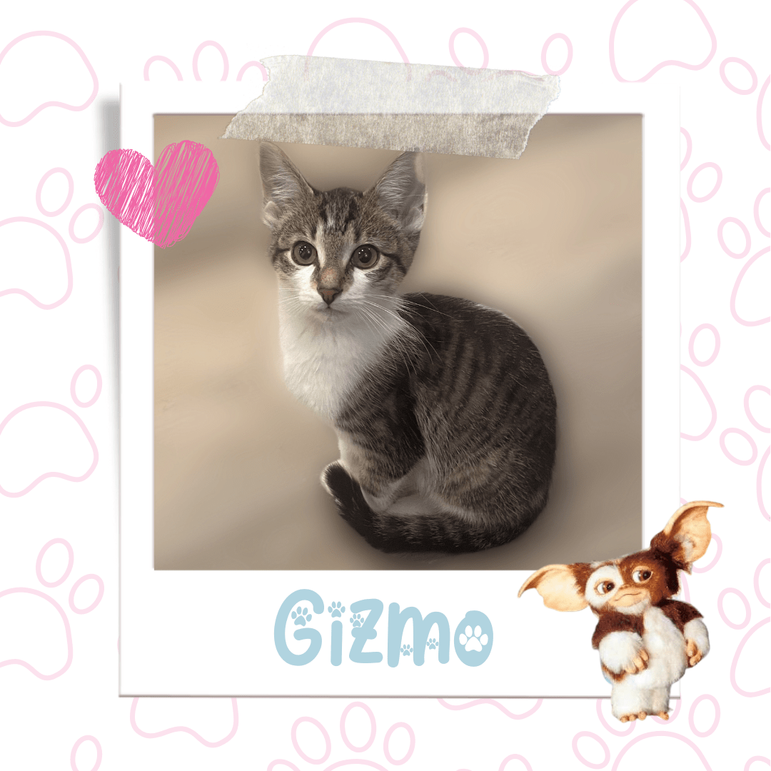Kitten Available for Adoption in Niagara | Gizmo
