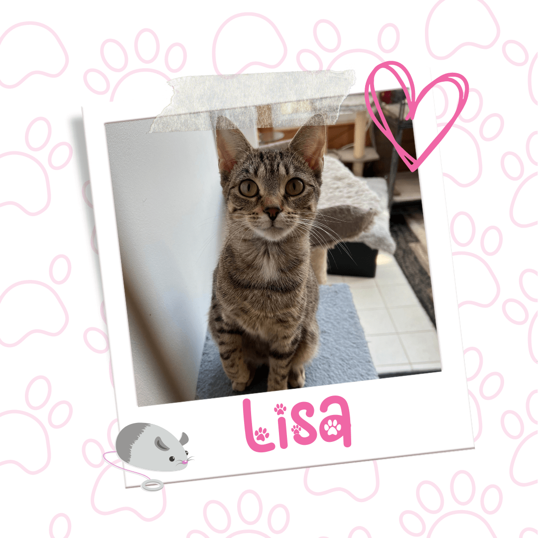 Cat Available for Adoption | Lisa | Pets Alive Niagara