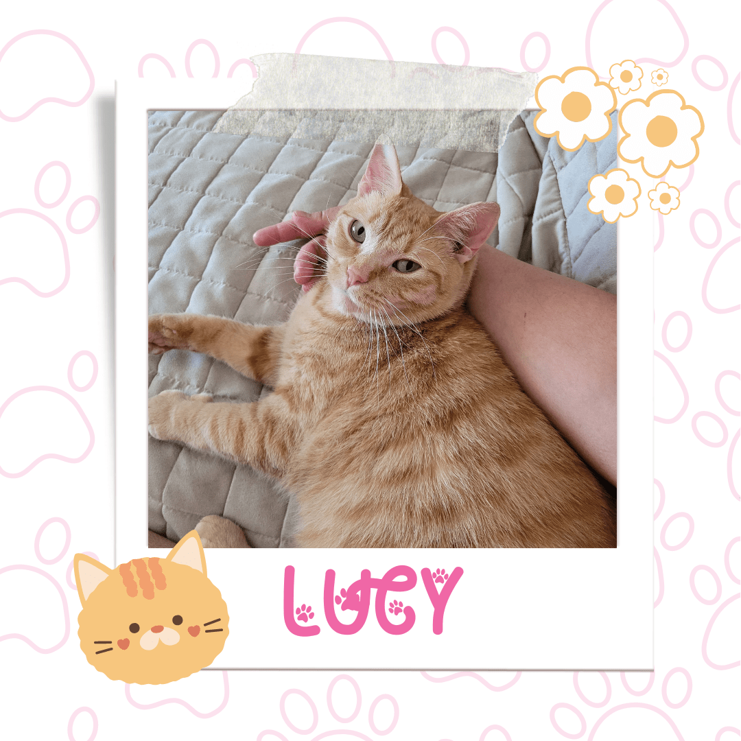 Lucy, Adoptable Cat, Niagara